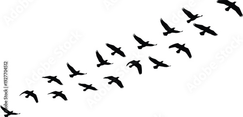 Black silhouettes of a flock of birds flying in formation isolated on white background for nature and migration design concepts.