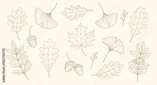 Autumn Fall Leaves and Acorns Hand Drawn Sketch Collection - Vector Illustration