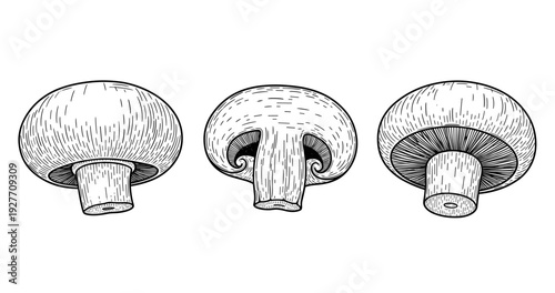 Black and white illustration of whole and sliced mushrooms with detailed lines
