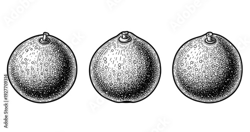 Triple lime illustration: detailed black and white citrus drawing