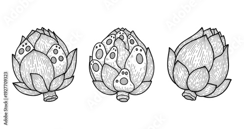 Monochrome sketch of three artichokes in detailed line art style
