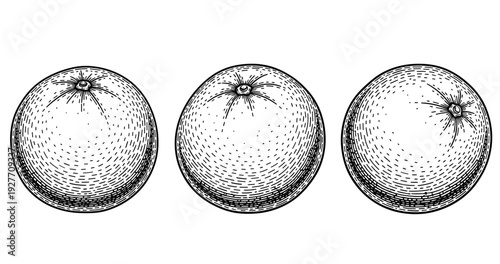 Vintage orange illustrations: three hand-drawn citrus fruits in black and white