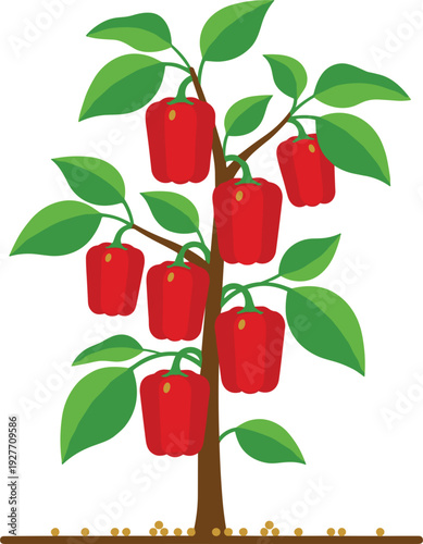 Red bell pepper plant vector illustration, ripe capsicum fruits on stem with green leaves for agriculture garden healthy food harvest and nutrition designs
