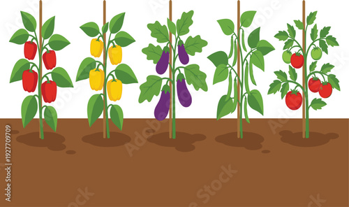 Vegetable plants row vector illustration, colorful bell pepper eggplant tomato growing in soil stakes for garden agriculture harvest healthy food designs