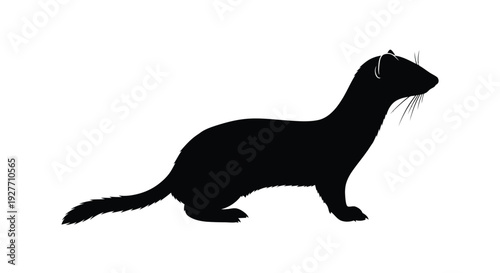 Black silhouette of a stoat in a crouching alert posture