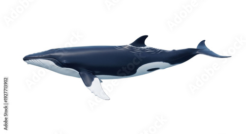 Isolated Humpback whale swimming underwater viewed from the side with visible patterns, alone