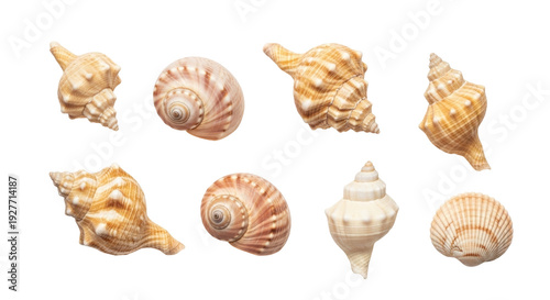 Isolated assortment of natural spiral seashells for design elements and crafts concept