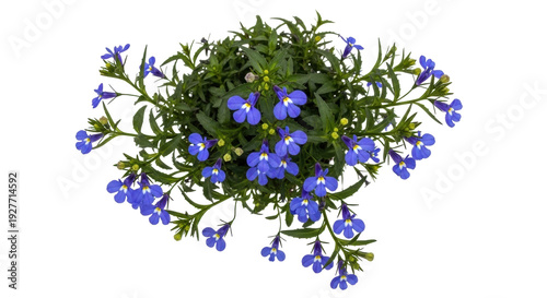 Isolated flowering Lobelia, trailing plant with bright blue blossoms and green foliage