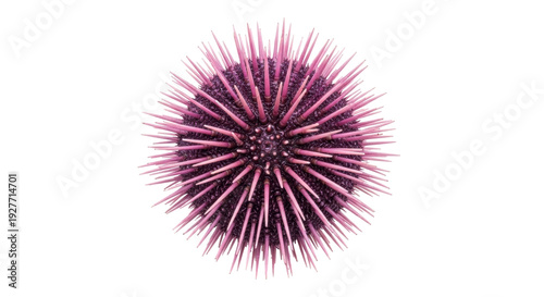 Isolated Purple Sea Urchin with Spines, Marine Animal, Spherical Shape, Ocean Creature