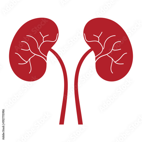 Human Kidney Anatomy Illustration