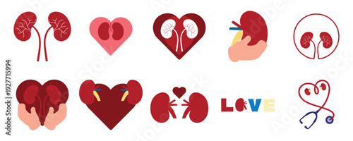 Human Kidney Anatomy Illustration