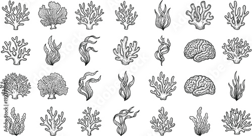 Hand drawn coral and seaweed vector set with vintage underwater marine elements for ocean botanical engraving and nautical design.