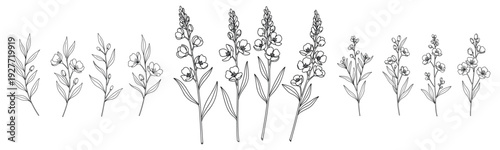 Line art of lavender stems and flowers in black and white