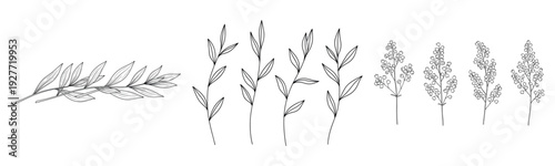 Black and white botanical illustration of leaves and branches on white background