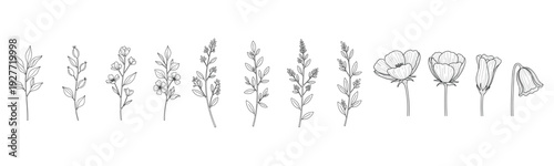 Botanical line art: diverse collection of floral and leaf illustrations