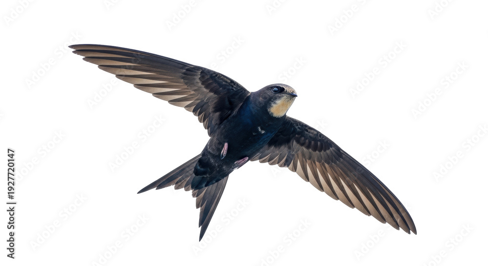 Obraz premium Isolated Chimney Swift soars with wings spread against a bright background for stock photography