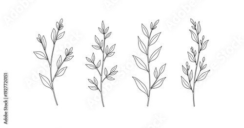Black and white botanical line art of four leafy stems