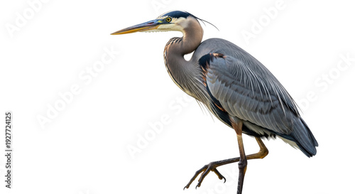 Photos Isolated great blue heron portrait, standing with one foot raised, hunting in na