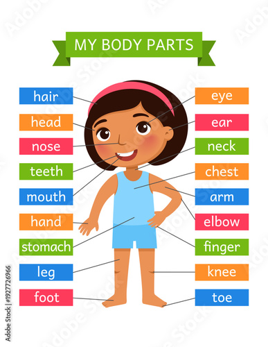 My body parts - anatomy for children. Printable Learning Card.
Flashcard for the teaching aid. For use in animation, applications, printing.

