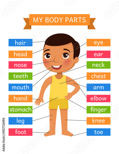 My body parts - anatomy for children. Printable Learning Card.
Flashcard for the teaching aid. For use in animation, applications, printing.
