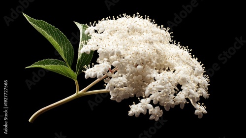 Delicate white elderflower cluster with green leaves against a stark black background