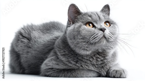 A fluffy British Shorthair cat with golden eyes lies on a white background