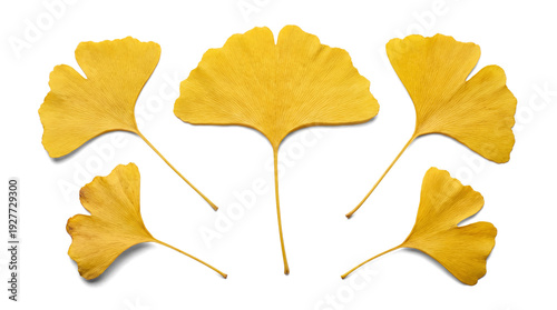 Принти на полотні set of five vibrant yellow ginkgo biloba leaves arranged in a semi-circle on tra