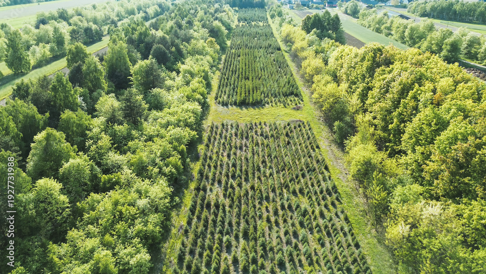 custom made wallpaper toronto digitalSymmetrical rows of evergreen trees from above
