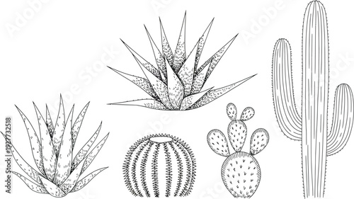 Hand-drawn black and white illustrations of various desert succulents and cacti, including aloe vera and prickly pear, isolated on a white background.