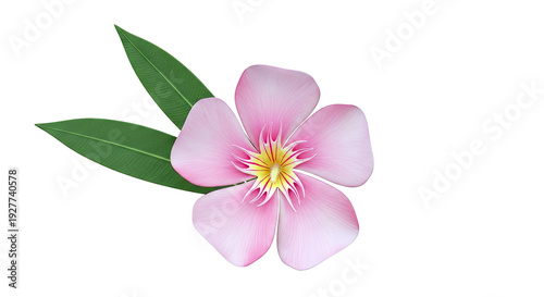 Pink Oleander Flower and Leaves