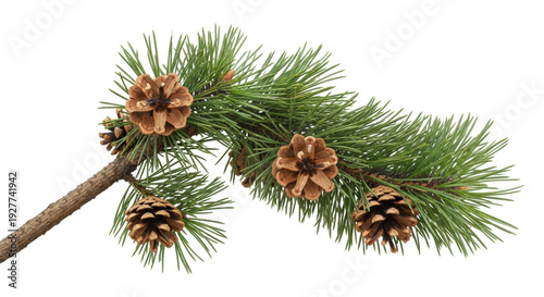 Isolated pine branch with cones, Christmas greenery decoration for festive season backdrop