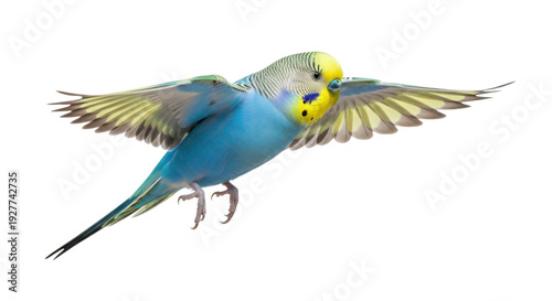 Isolated budgerigar in flight with wings spread, a vibrant colorful pet parakeet bird