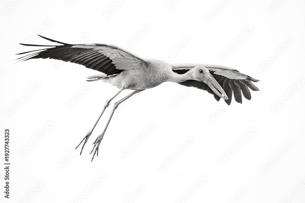 Fototapeta premium heron in flight