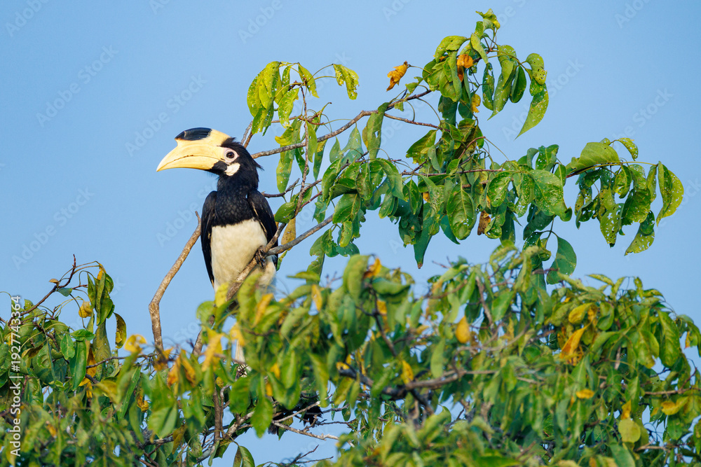 Fototapeta premium yellow billed hornbill