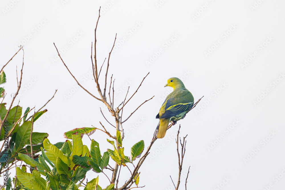 Fototapeta premium blue tit on branch