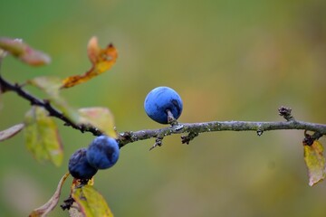 Fotobehang Hotel Blauwe bessen op koude herfstdag  © DusanCZ