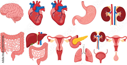 Human Internal Organs Medical Vector Set with Brain, Heart, Stomach, Liver, Kidneys, Intestines, Lungs, Pancreas, and Reproductive System Illustration