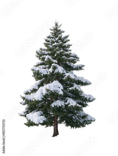 Obraz na płótnie Isolated pine tree covered in snow on a transparent background, representing win