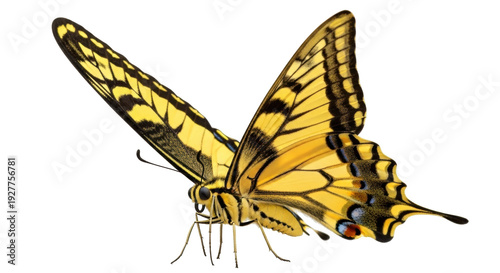 Tableau sur toile Isolated eastern tiger swallowtail butterfly, Papilio glaucus, with open wings,