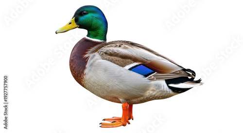 Obraz na plátně Isolated mallard duck standing, with green head, detailed feathers, and orange f
