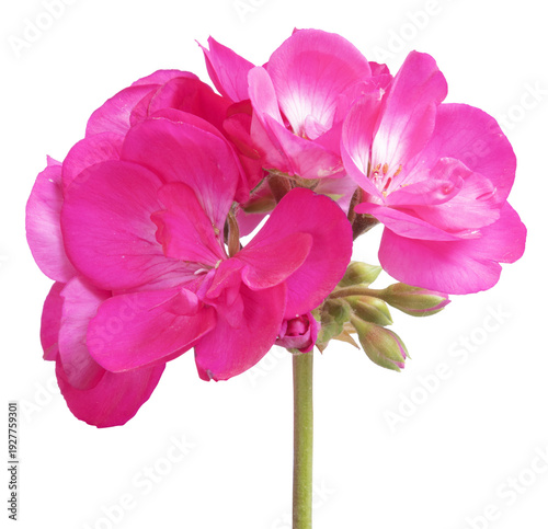 Fleur de Géranium zonal rose	