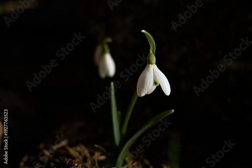 Spring flower galanthus nivalis