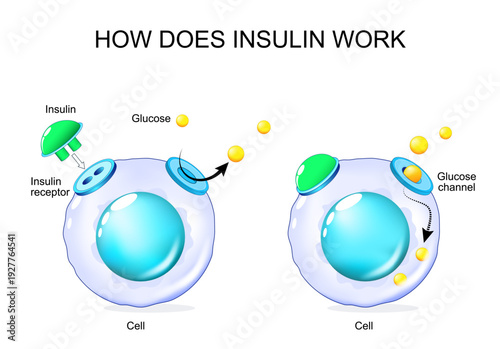How does insulin work. Cell with Glucose channel and Insulin receptor.