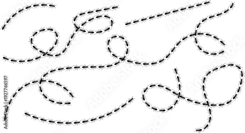 Numerous black ants marching in long, winding lines and circular patterns