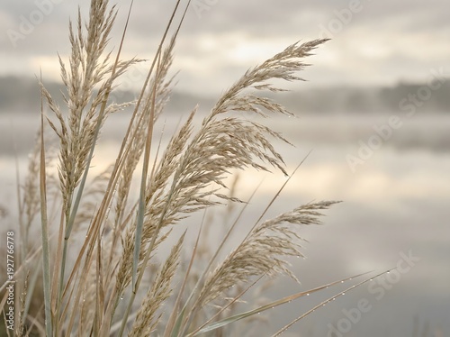 Golden cereal grain and dry reeds sway in the wind against a blue summer sky over a rural harvest field landscape