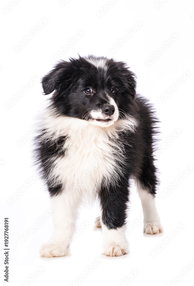 Obraz premium Border Collie Welpe steht isoliert auf weißem Grund und sieht zur Kamera