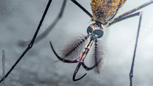 Foto Male mosquito head showing detailed antennae and proboscis