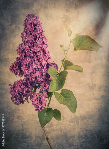 Tableau sur toile Syringa vulgaris, the lilac or common lilac, is a species of flowering plant in the olive family, Oleaceae