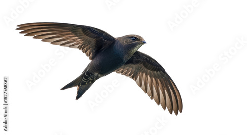 Tableau sur toile Isolated Common Swift flying with outstretched wings, migratory bird of European