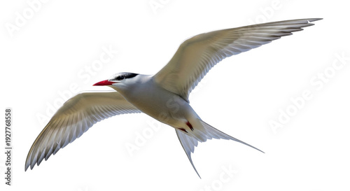Fotografie Isolated Arctic Tern in flight gracefully soars without interruption with wings